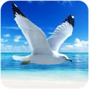 The Seagull ikon