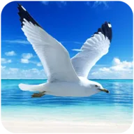 The Seagull ikon